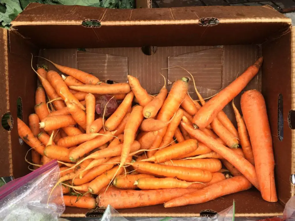 A crate of carrots on display at the No Cop Co-Op in the Capitol Hill Autonomous Zone.