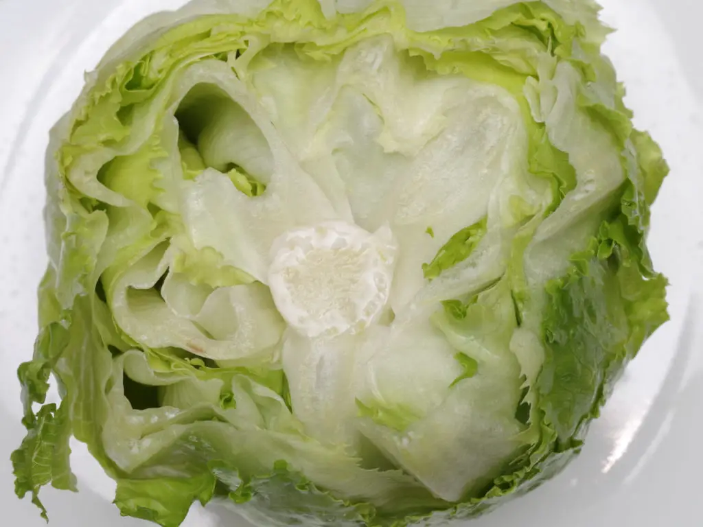 Iceberg Lettuce bottom